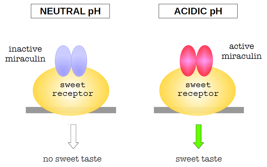 Miracle Fruit Strain Nature's FlavorAltering Wonder Taste the Magic
