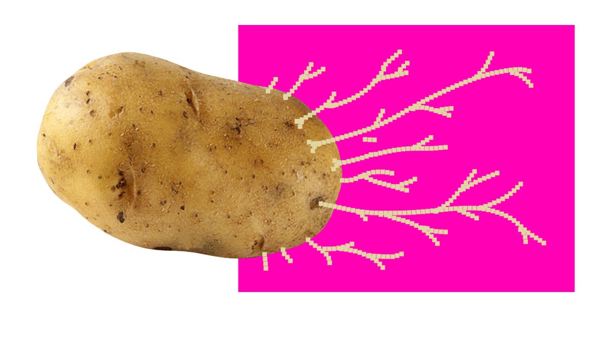 Potato birth control Odd Stuff Magazine
