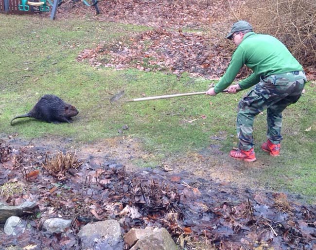 Beaver Fight Odd Stuff Magazine