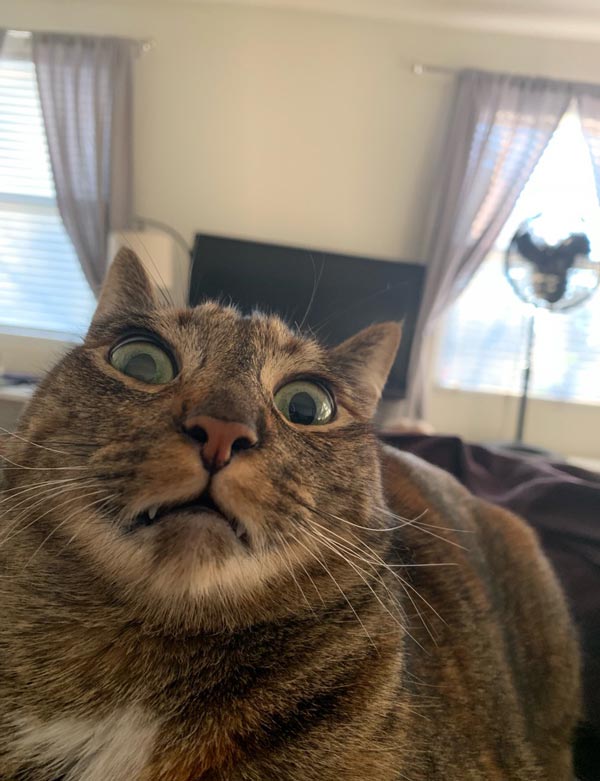Funny Pictures February 1, 2019