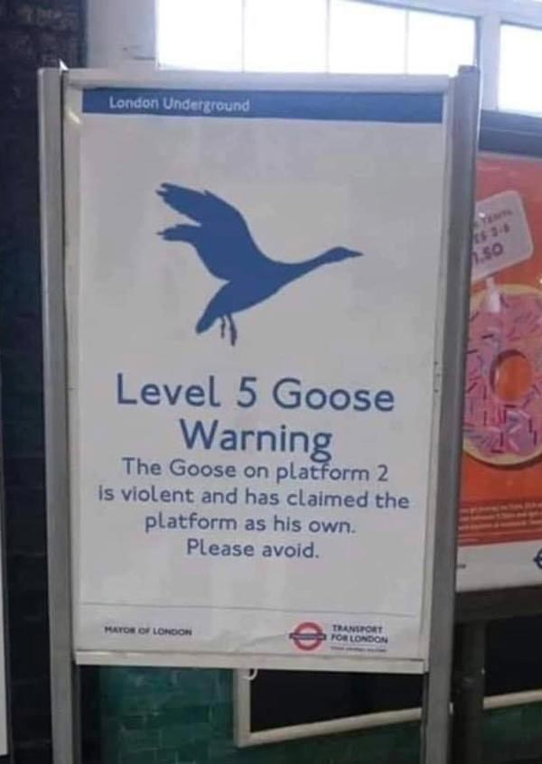 fear the goose! r/collapze