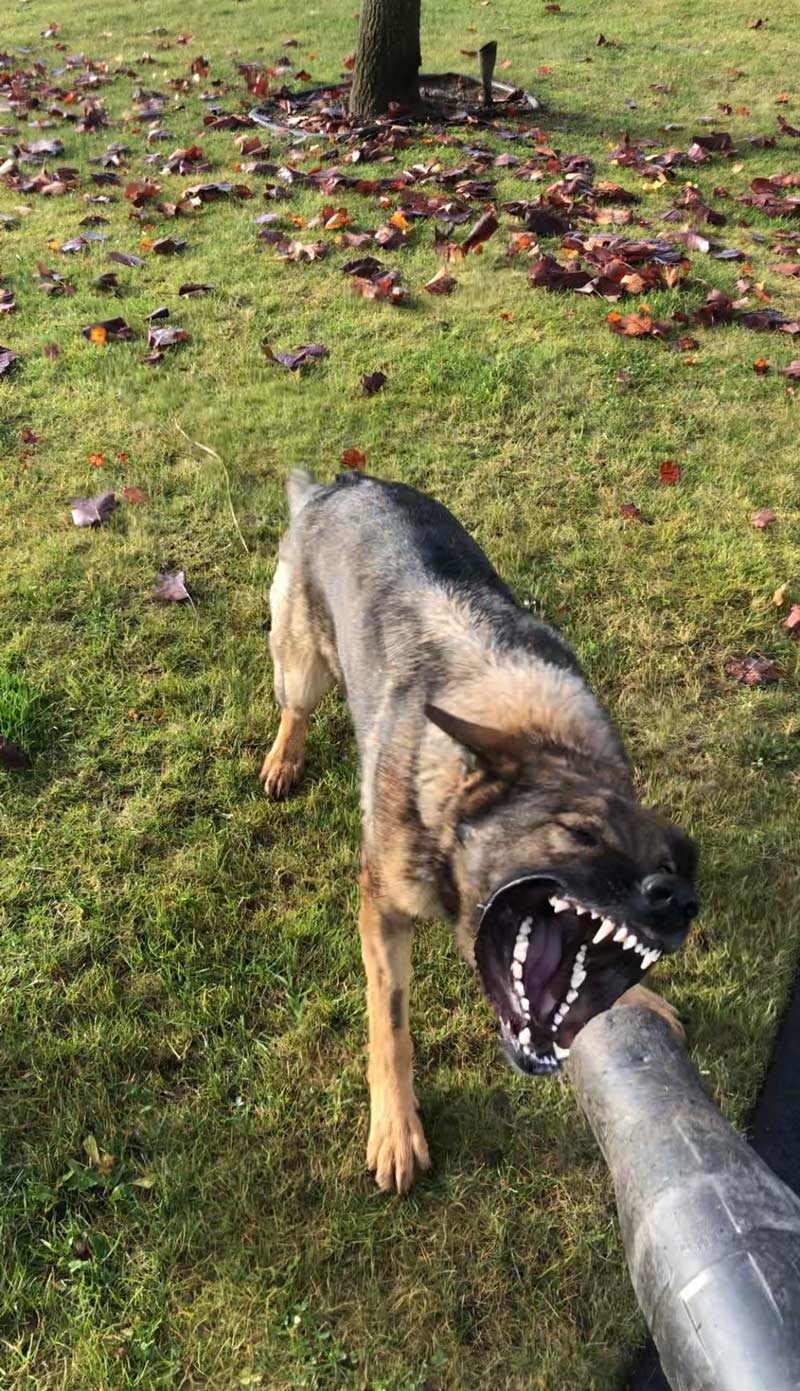 Dog vs leaf blower Odd Stuff Magazine