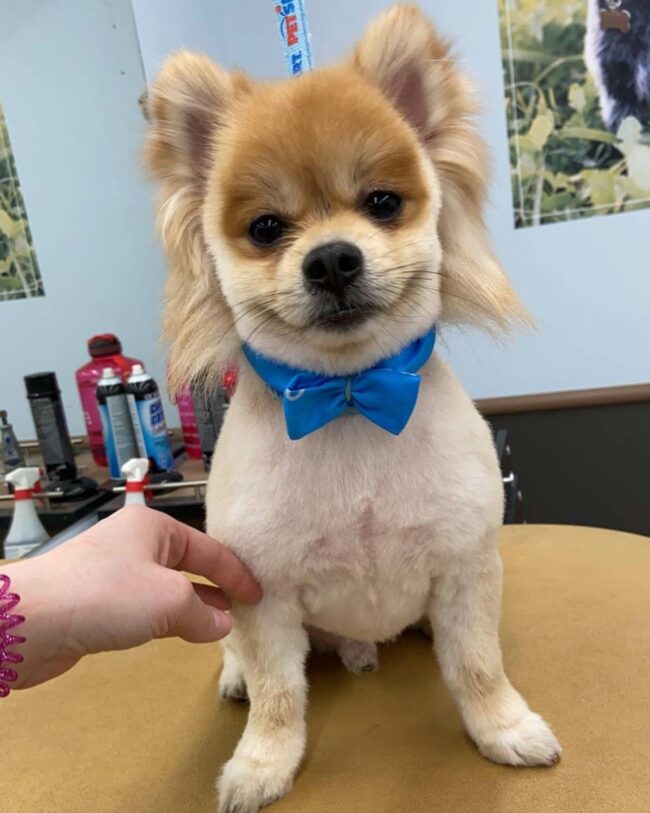 Mullet puppers. My friend is a dog groomer, one of her clients