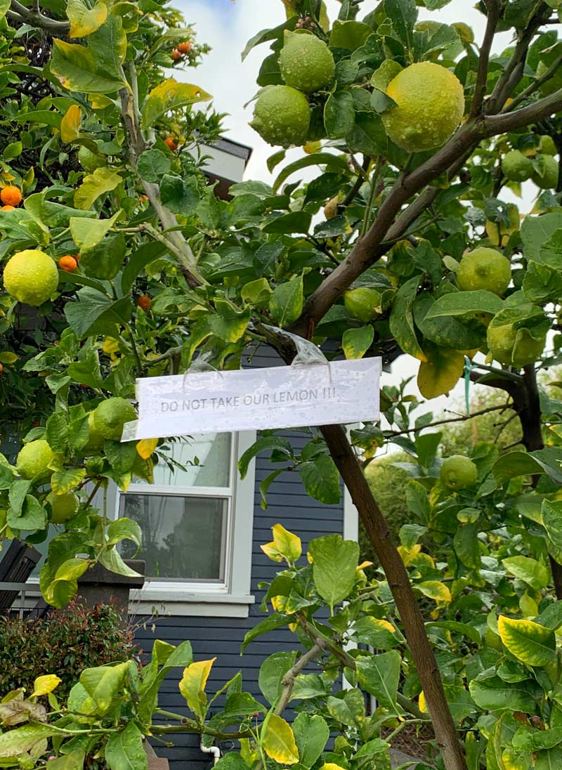 Is it time for me to a lemonstealing whore? Odd Stuff Magazine