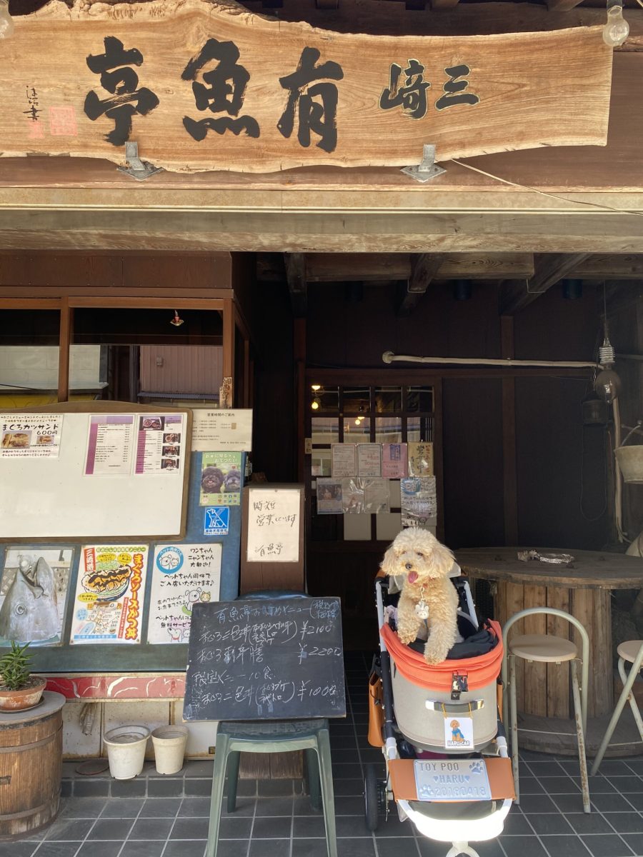 「三崎 有魚亭」に行ってきたよ！はるちゃんから写真レポが届きました！神奈川県/わんこokレストランの詳細 おでかけわんこ部 愛犬とのお