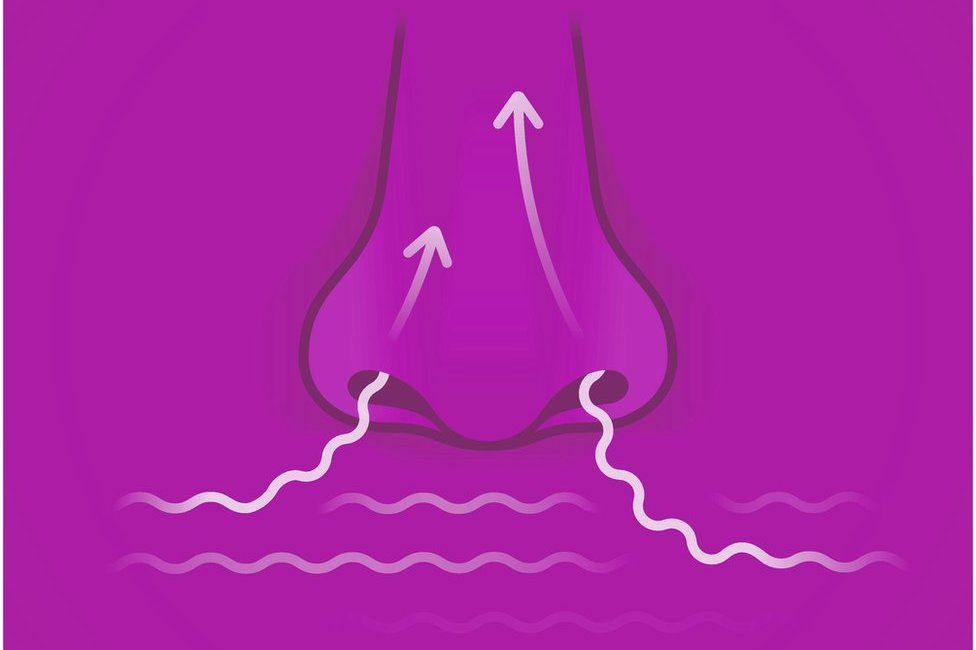 Researchers Develop Smell Test To Detect Asymptomatic COVID Patients