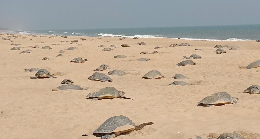 Record Number Of Olive Ridleys Lay Eggs In Rushikulya Rookery Of Odisha