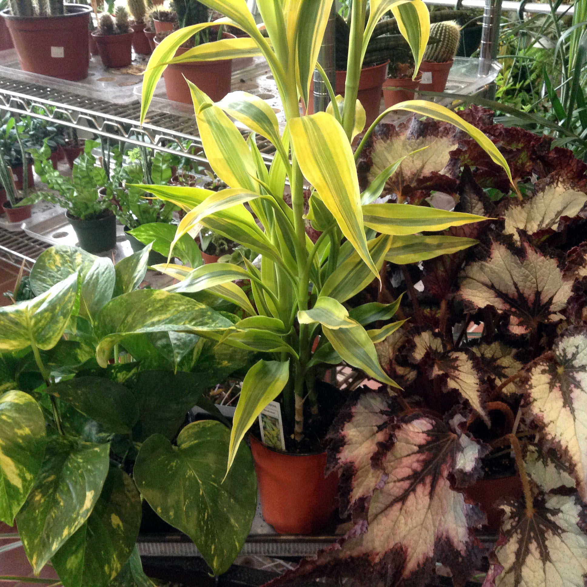 Garden Store Sale Ends Sunday O'Donal's Nursery