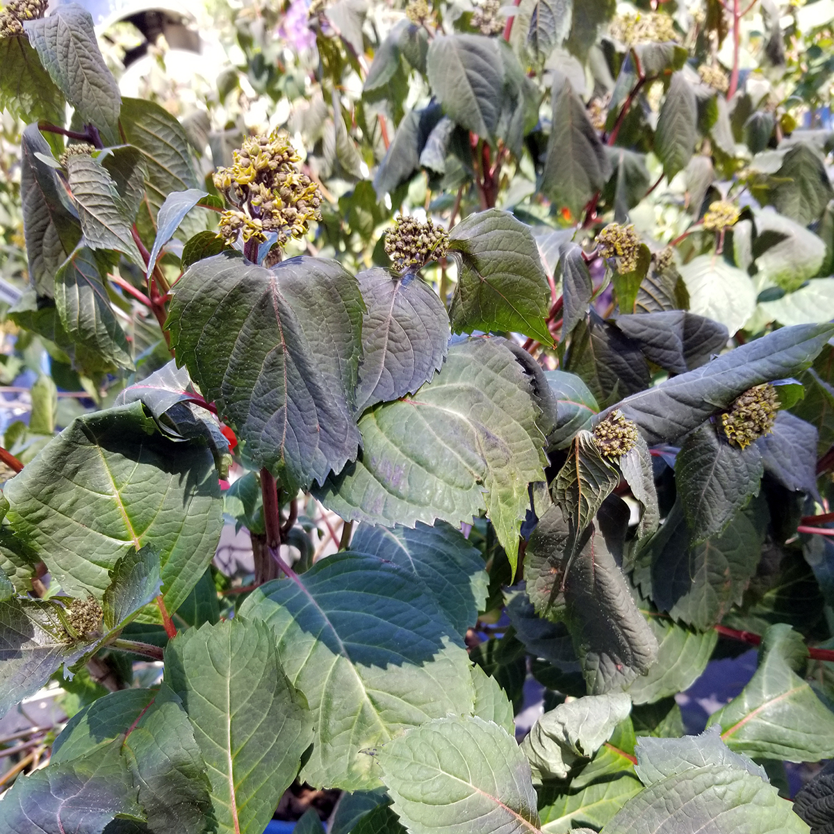 Frost Damage O'Donal's Nursery