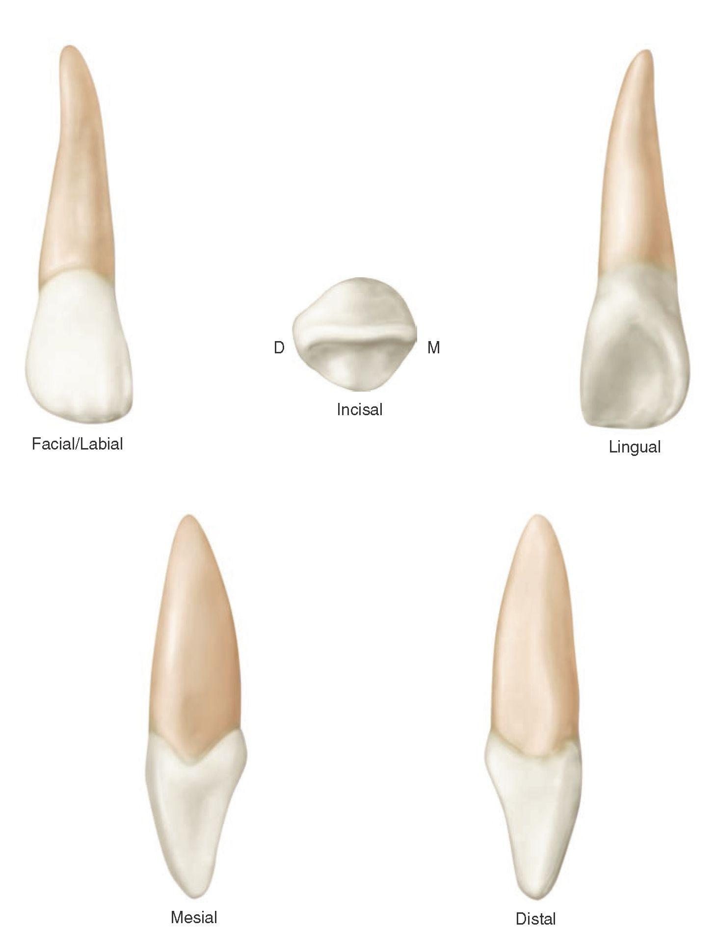 Incisivos Descrição Anatômica OdontoUp