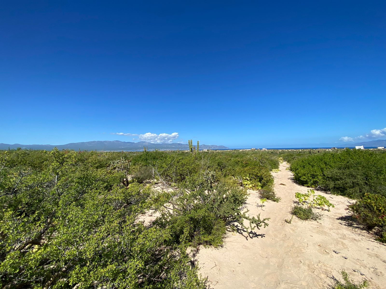 Ocean Dreams Realty Baja California Sur Real Estate