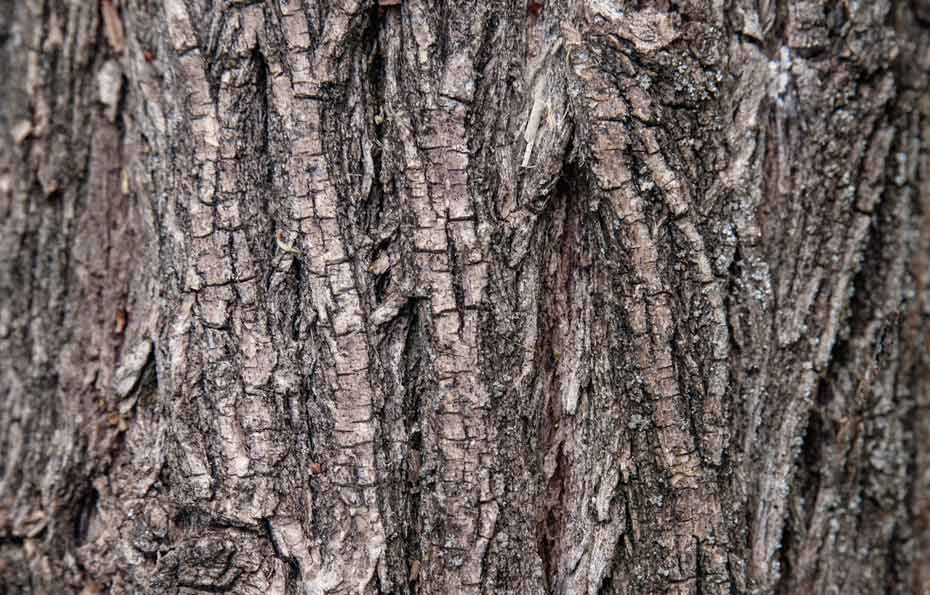 Der Zwetschgenbaum alles Wissenswerte vom Baum bis zum Holz