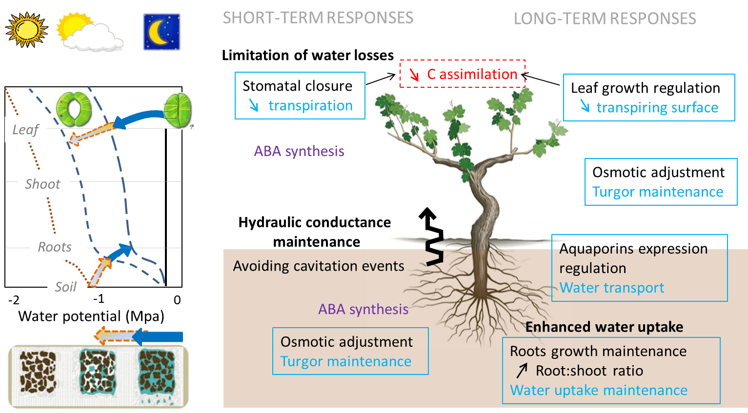 Adapting plant material to face water stress in vineyards which