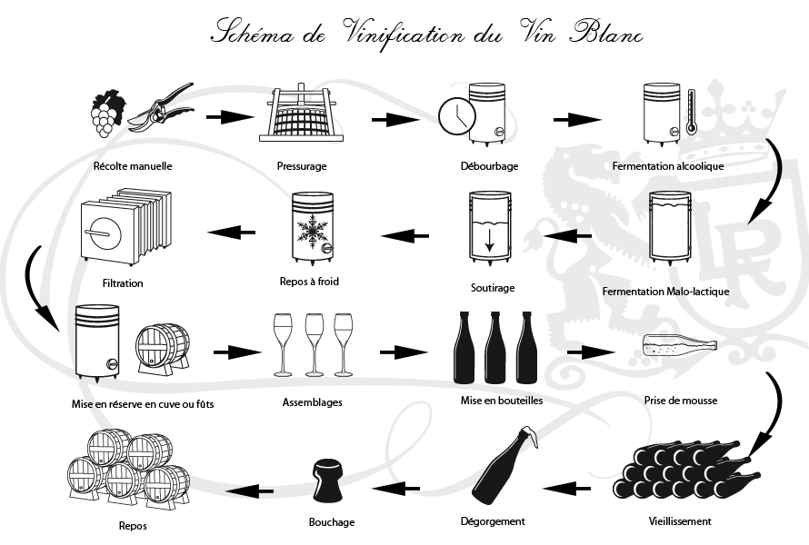 La Vinification des vins