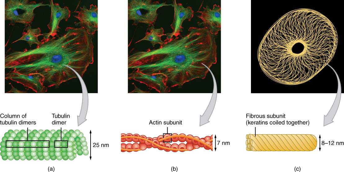 This figure shows the different cytoskeletal components in an animal