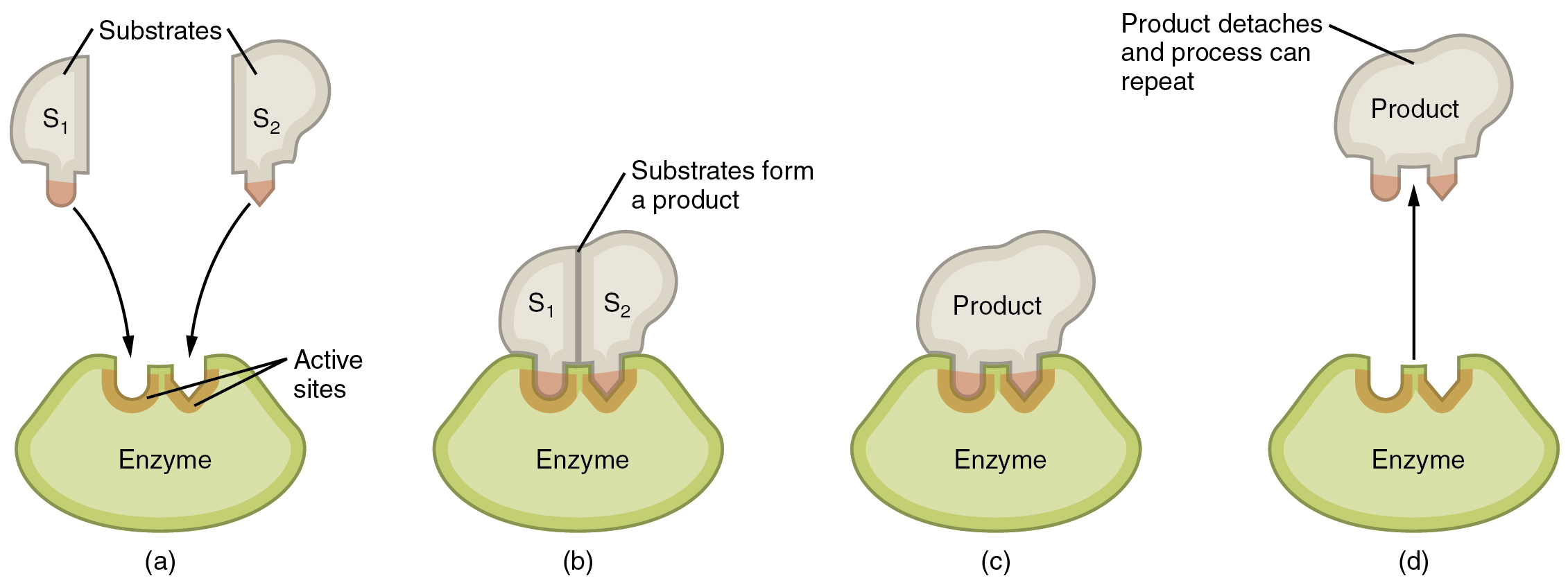This image shows the steps in which an enzyme can act. The substrate is
