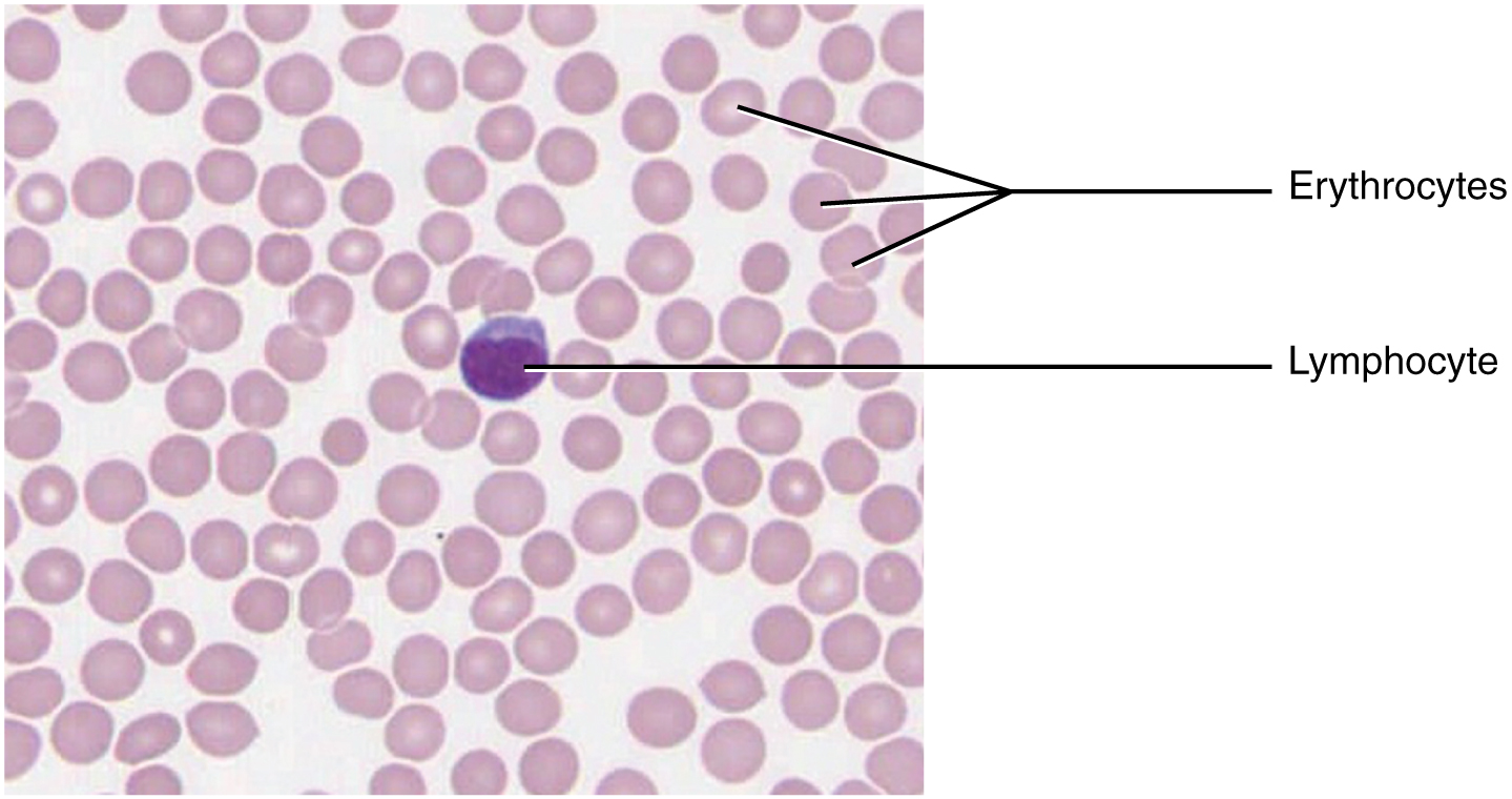 Labelled Line Drawing Of Erythrocyte smo62.thaigov.go.th