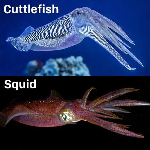 14 Extraordinary Cuttlefish Facts The King of Camouflage Odd Facts