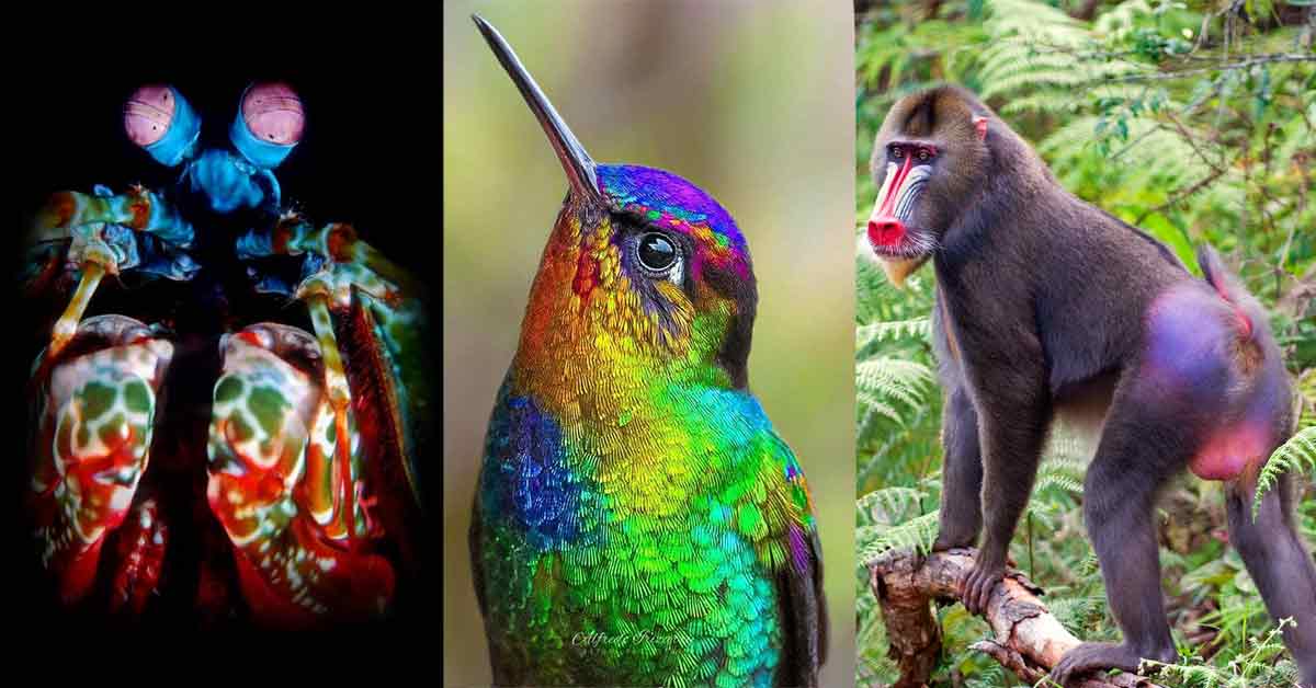 The Top 12 Most Colorful Animals on Earth That Will Blow Your Mind