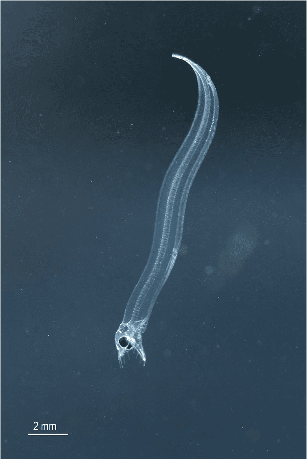 7 Ribbon Eel Facts They Change Their Colors and Gender When Getting