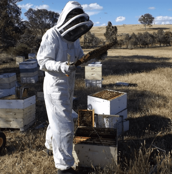 10 Tips to Naturally Repel Bees From Your Yard ODD FACTS