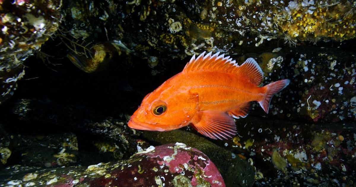 Yelloweye Rockfish Facts They Can Live up to 130 Years with Repairing