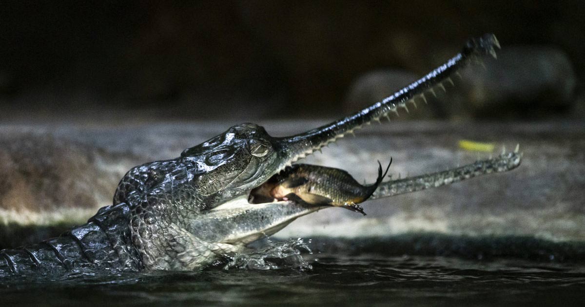 8 Fascinating Facts about Gharials the LongSnout Crocodilian Odd Facts
