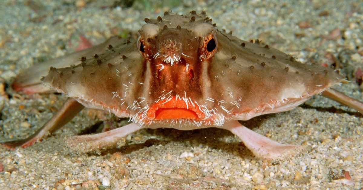 Redlipped Batfish Facts and its Remarkable Adaptations Odd Facts