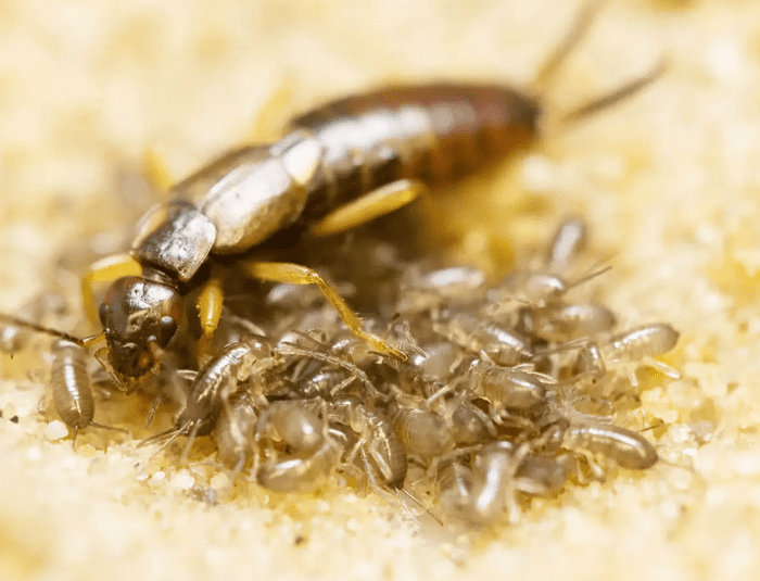 7 Earwig Facts: They Can Fly, Jump, and Break Falls - Odd Facts