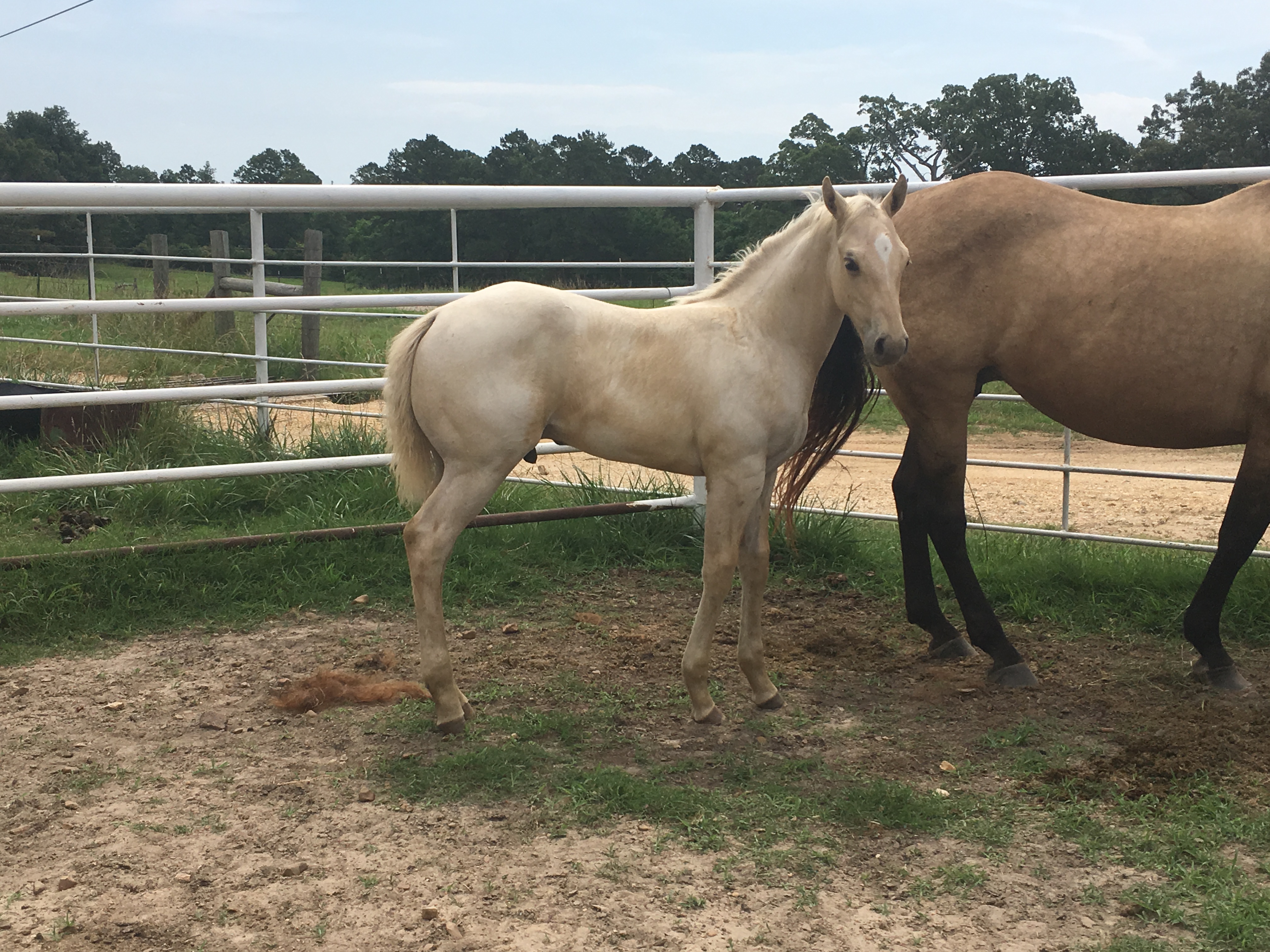 Killian Quarter Horses/K2 Ranch OFBA Horsesale
