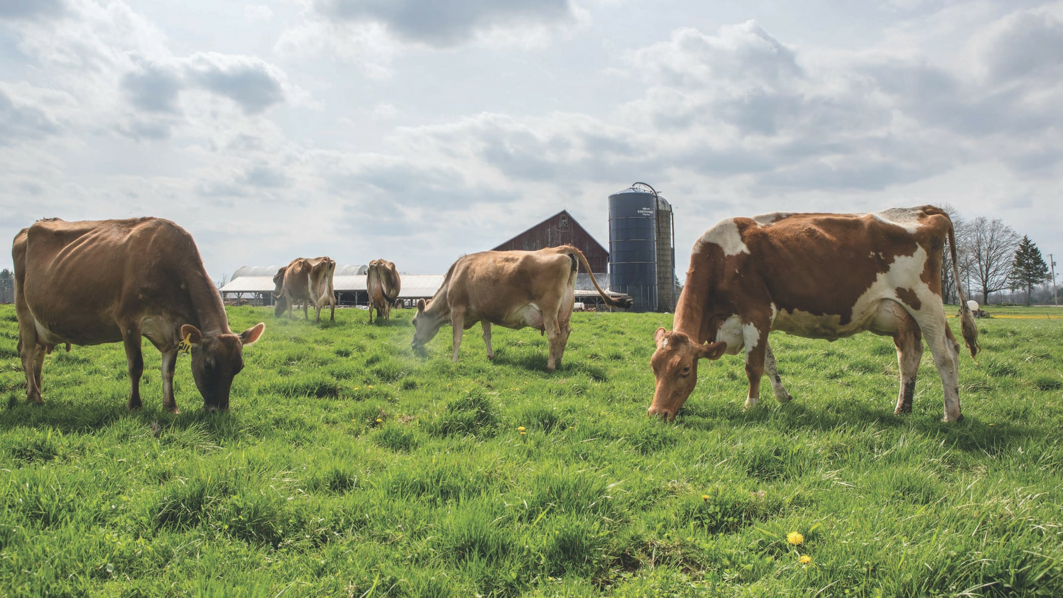 Dairy at the crossroads Ohio Farm Bureau