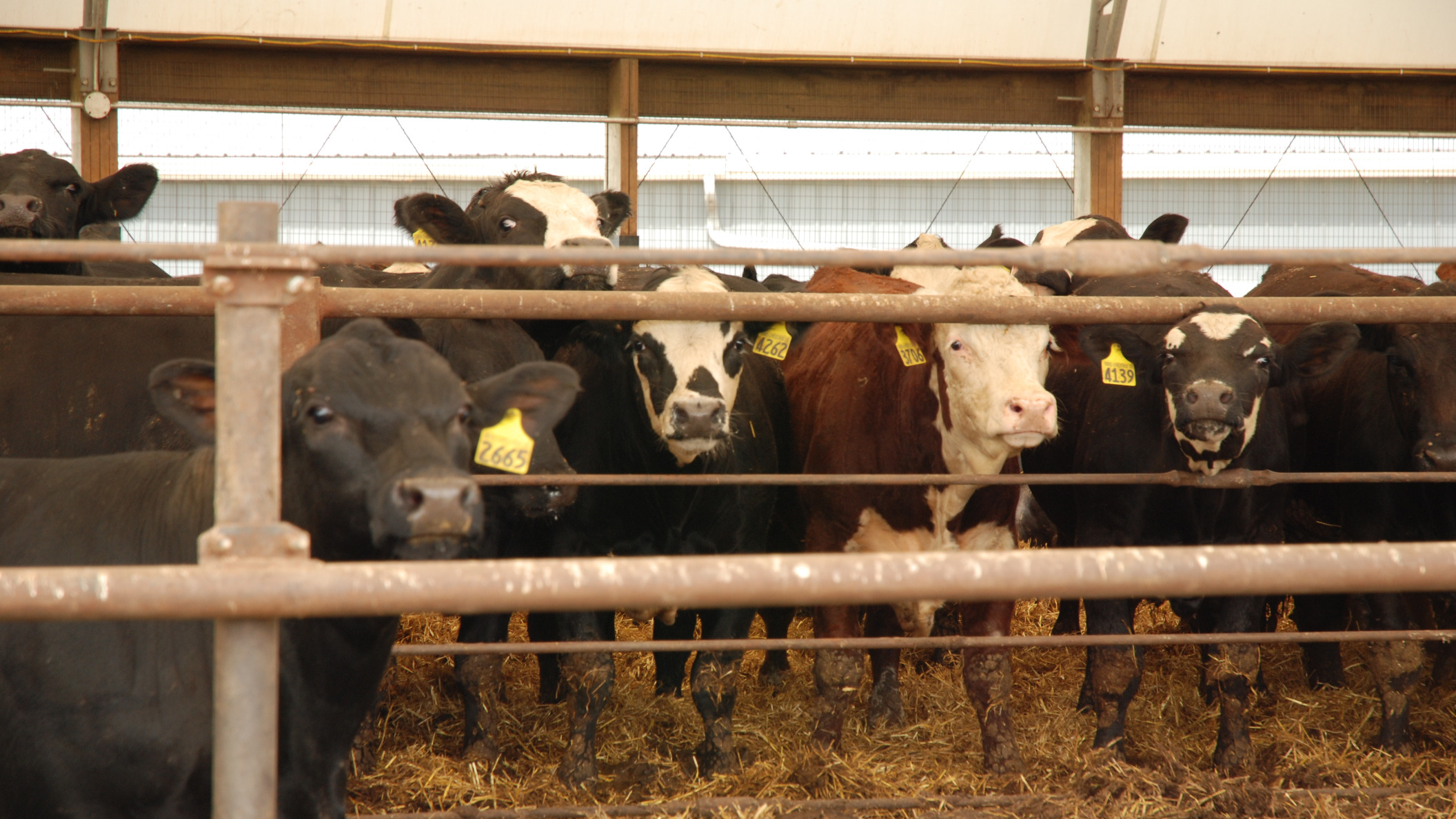 Coronavirus measures at livestock auctions Ohio Farm Bureau