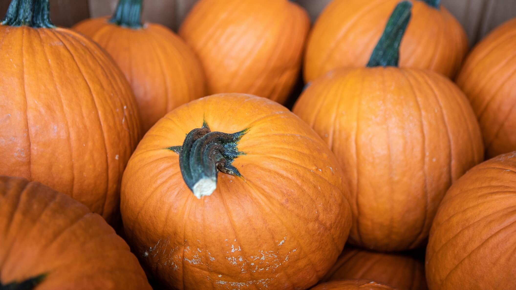 US grows over 2 billion pumpkins yearly Ohio Farm Bureau