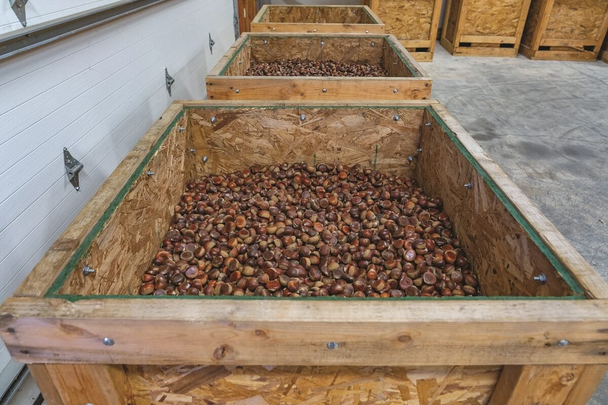 Long road to booming chestnut market Ohio Farm Bureau