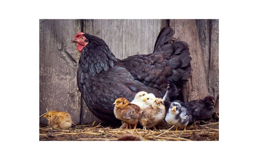 Then and now Chicken and egg farming Ohio Farm Bureau