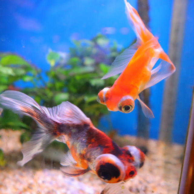 土佐錦魚 有限会社 観賞魚センター