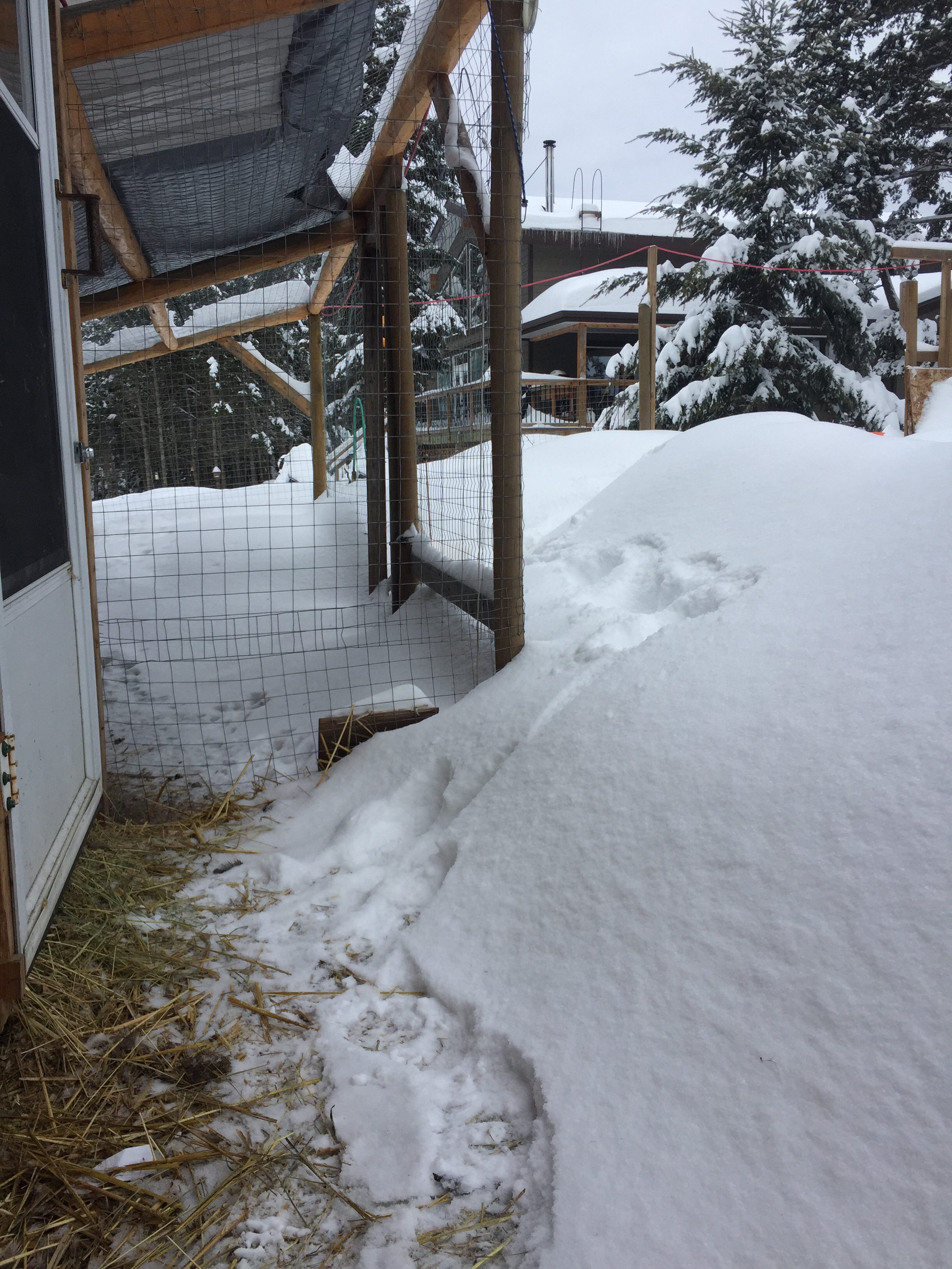 Chicken Coop in Snow Off Grid Cabin Living