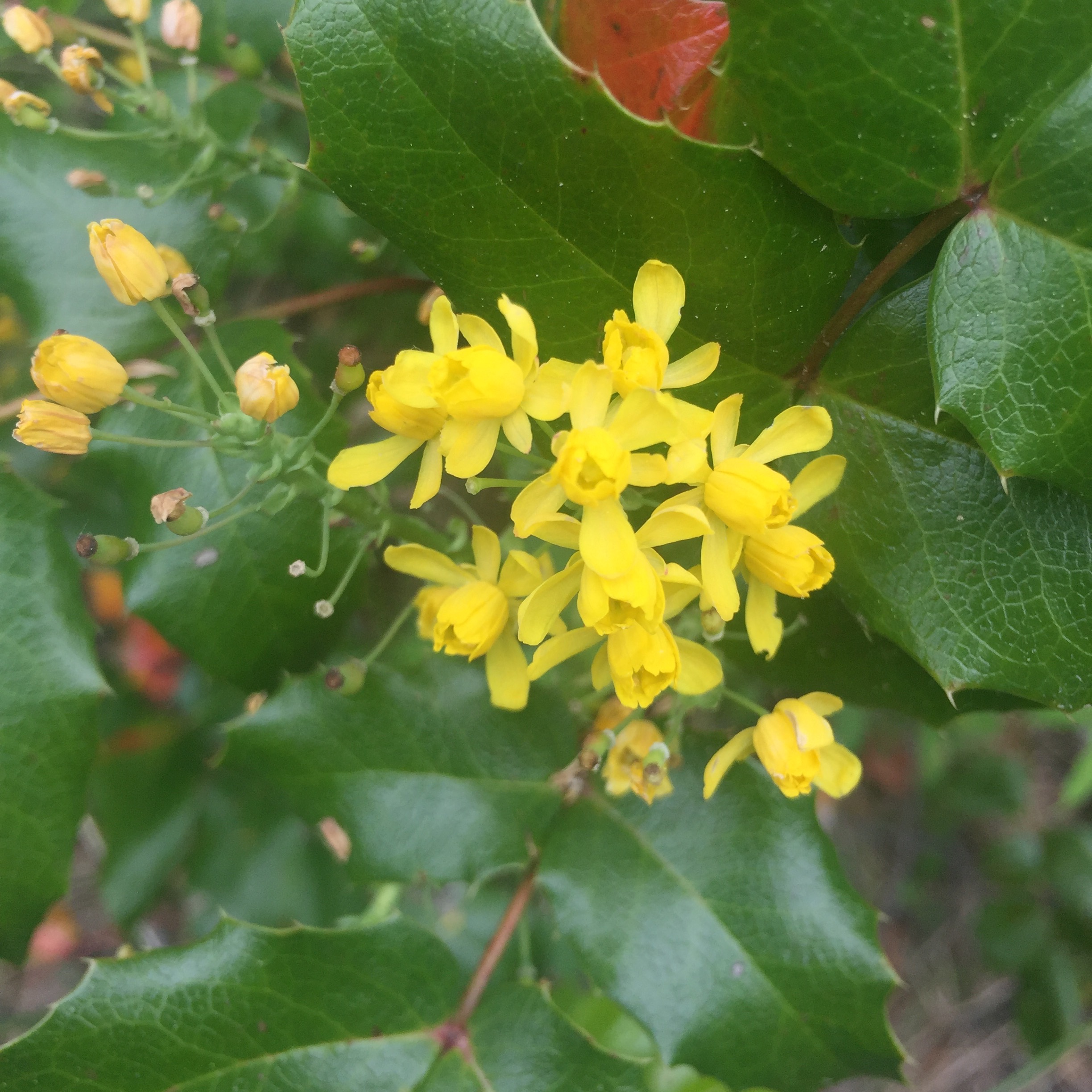 Oregon Grape Facts Off Grid Cabin Living