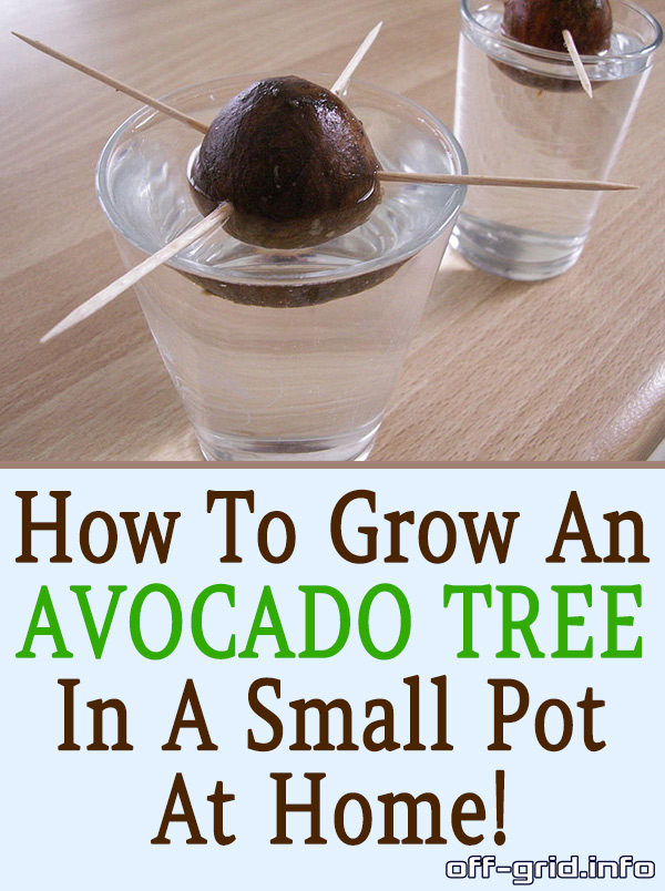 Here’s How You Can Grow An Avocado Tree In A Small Pot At Home! OffGrid