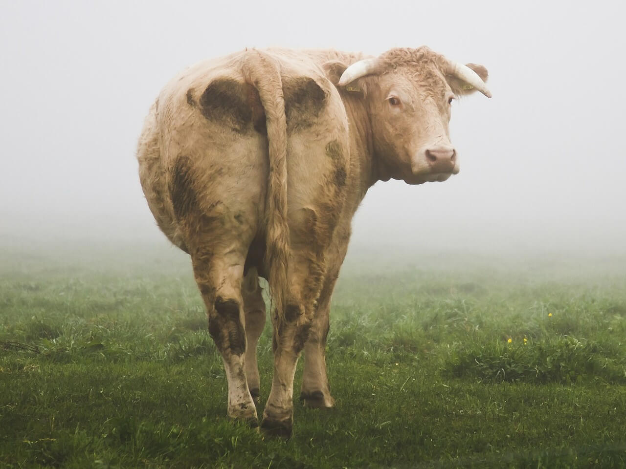 Oxtail A Taste Sensation Offaly Good