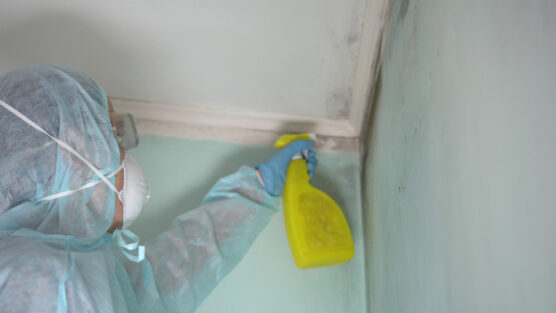 Black Mold Removal 7 Effective Hacks to Clean black Mold