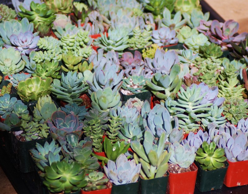 How to make your own succulent terrarium centerpieces • Offbeat Wed