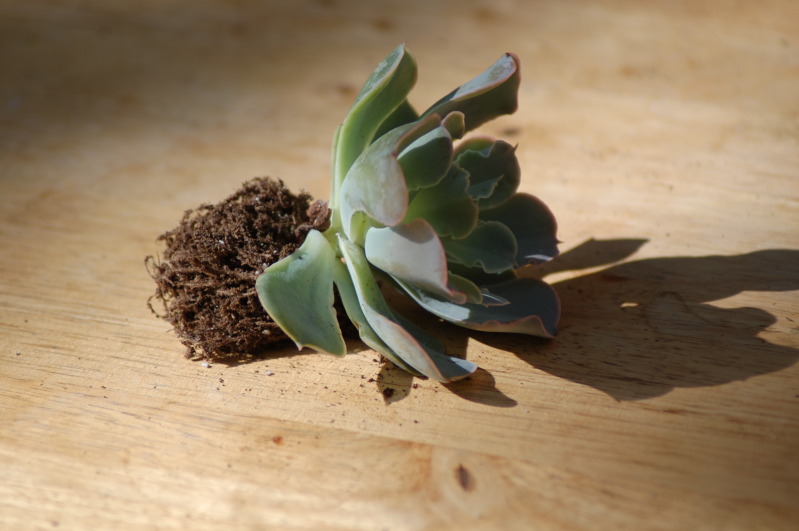 How to make your own succulent terrarium centerpieces • Offbeat Wed