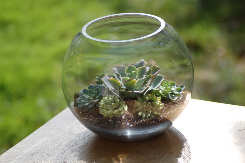 How to make your own succulent terrarium centerpieces • Offbeat Wed
