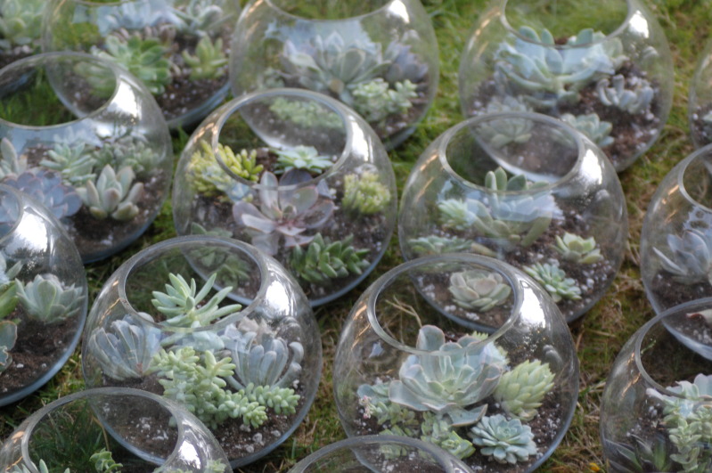 How to make your own succulent terrarium centerpieces • Offbeat Wed