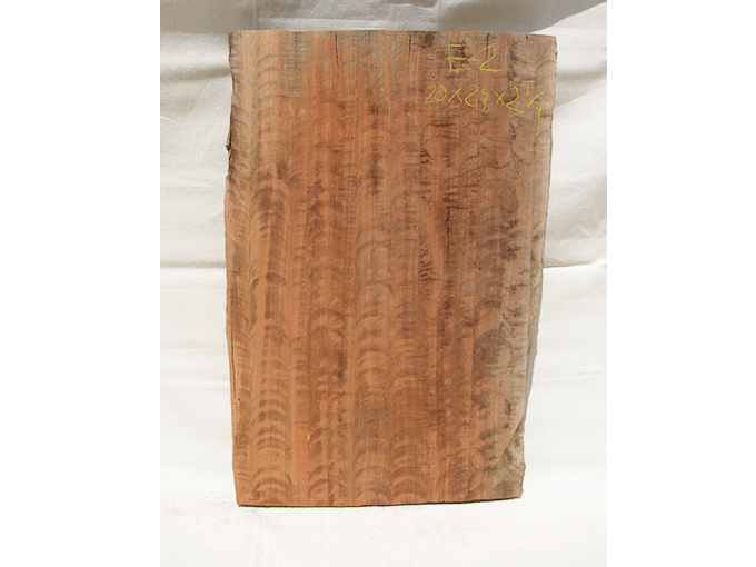 Eucalyptus 2 Offerman