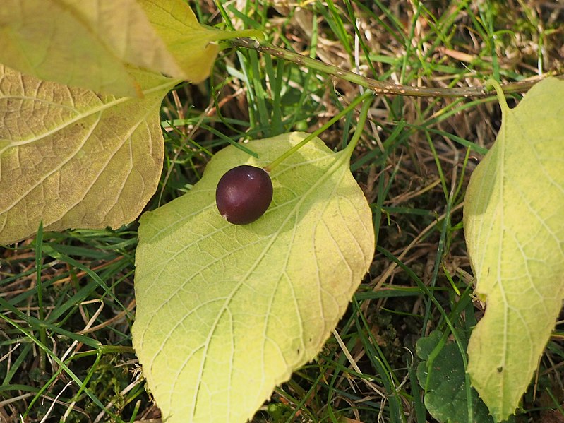 Hackberry Identification Celtis occidentalis Off Grid Living Hacks