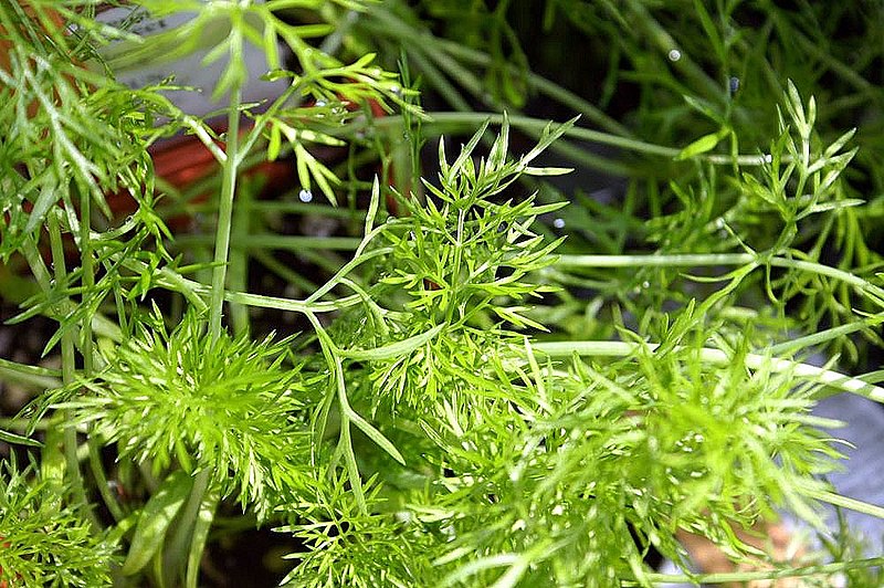 Fennel Identification Foeniculum vulgare Off Grid Living Hacks