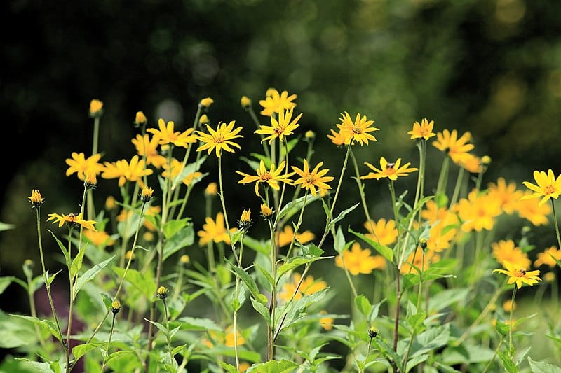 Jerusalem Artichoke Identification Helianthus tuberosus Off Grid Living Hacks