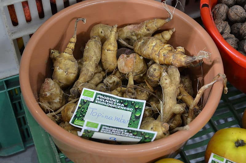 Jerusalem Artichoke Identification Helianthus tuberosus Off Grid Living Hacks